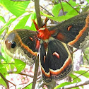 Cecropia Moth