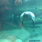 Manatee