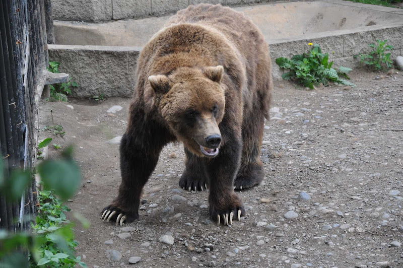 A brown bear in the Alaska Zoo. Set in a forest, the zoo focuses on arctic animals and is a rescue site for abandoned or injured wildlife. 