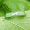 Green stink bug