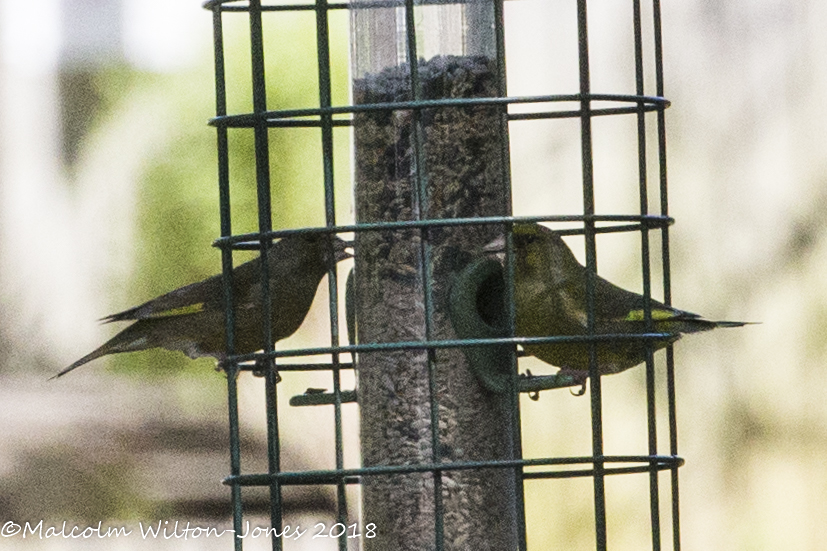 Greenfinch