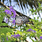 Mime (Form dissimilis)