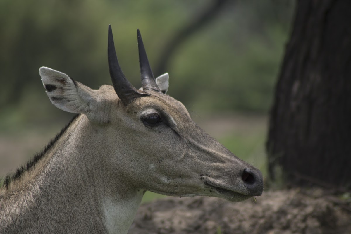 Blue Bull/Nilgai ( Male )