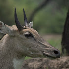 Blue Bull/Nilgai ( Male )