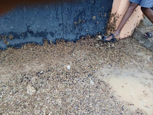 A pupil tramples walks past a swam of locusts which invaded North Horr primary school in Marsabit, June 7, 2018. /COURTESY