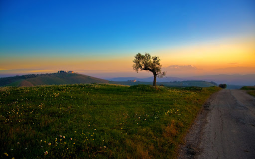 Tree and Sunset