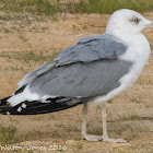 Yellow-legged Gull