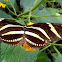 Zebra longwing