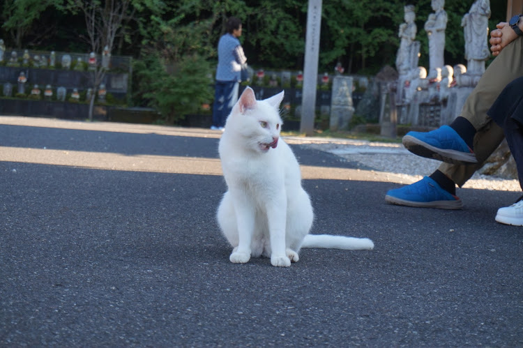 フェアレディZの北陸ドライブ・御誕生寺・猫の癒し・ボルガライス・渋滞嫌いに関するカスタム事例の投稿画像3枚目