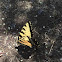 Eastern Tiger Swallowtail