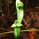 Orquídea de pantanos