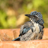 California Scrub Jay