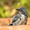 California Scrub Jay