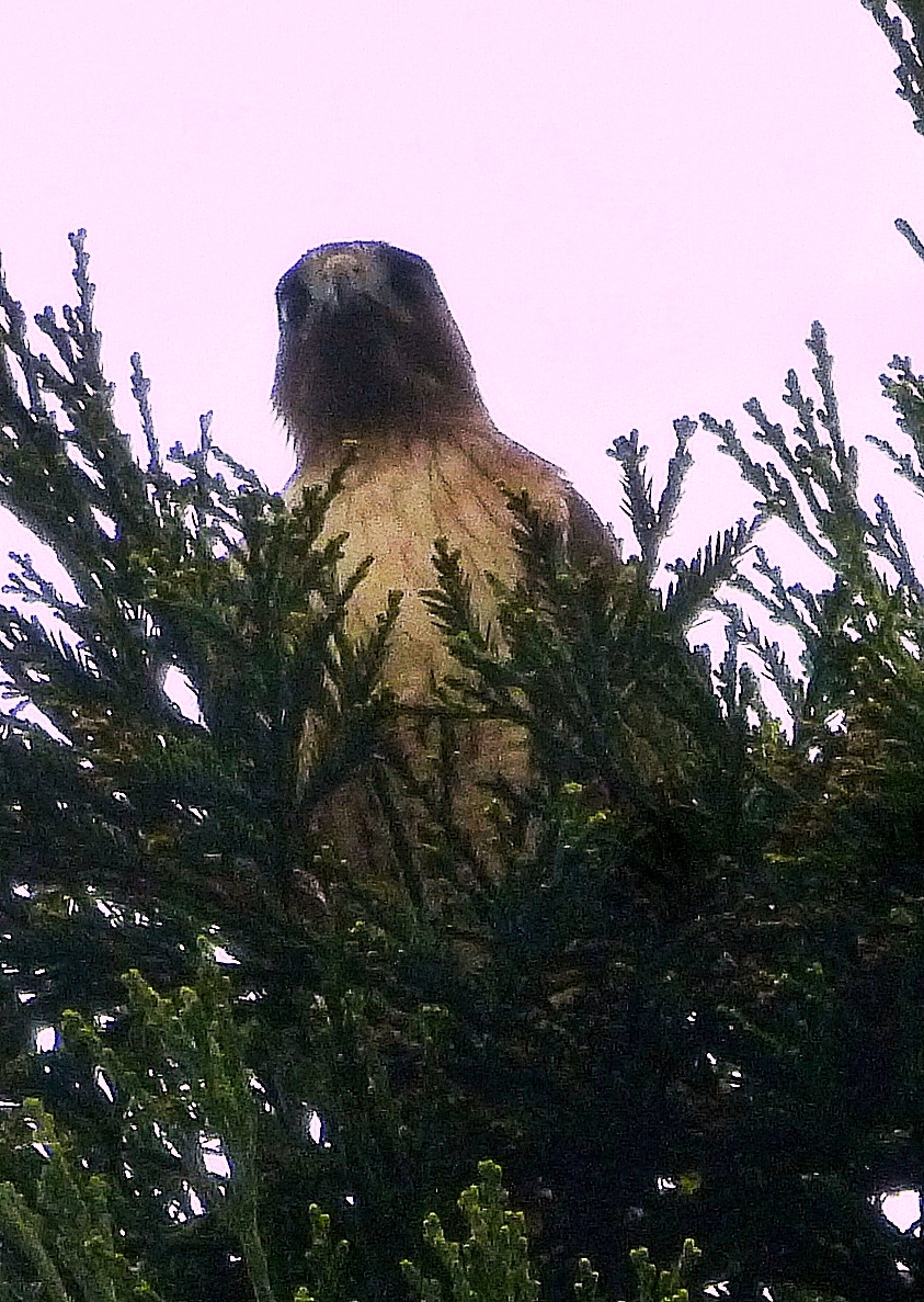 Red Tailed Hawk