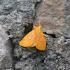 Tussock Moth