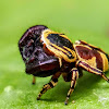 Wasp-mimic jumping spider