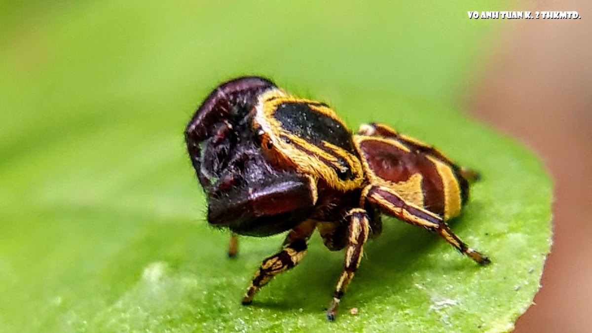 Wasp-mimic jumping spider