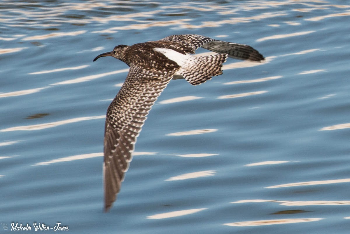 Whimbrel