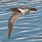 Whimbrel