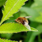 Bee fly