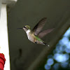 Ruby-throated Hummingbird