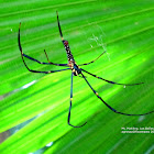 Giant Golden Orb Weaver ♀