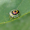 Tortoise Beetle