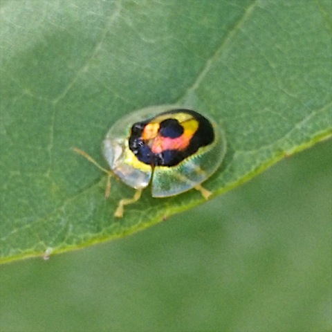 Tortoise Beetle