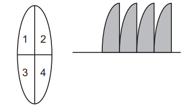 Refraction Of Light By Spherical Lenses (Convex Lens And Concave Lens)