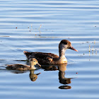 Red-crested Pochard