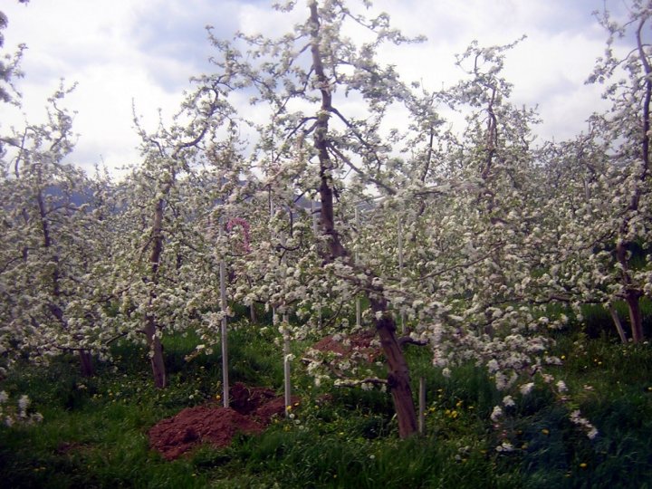 dalla val di non di luvea