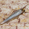 Hoary Footman