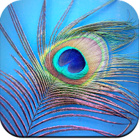 Feather Wallpaper HD