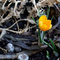 Accenni di Primavera di 