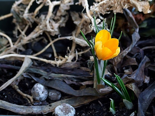 Accenni di Primavera di Angela1964