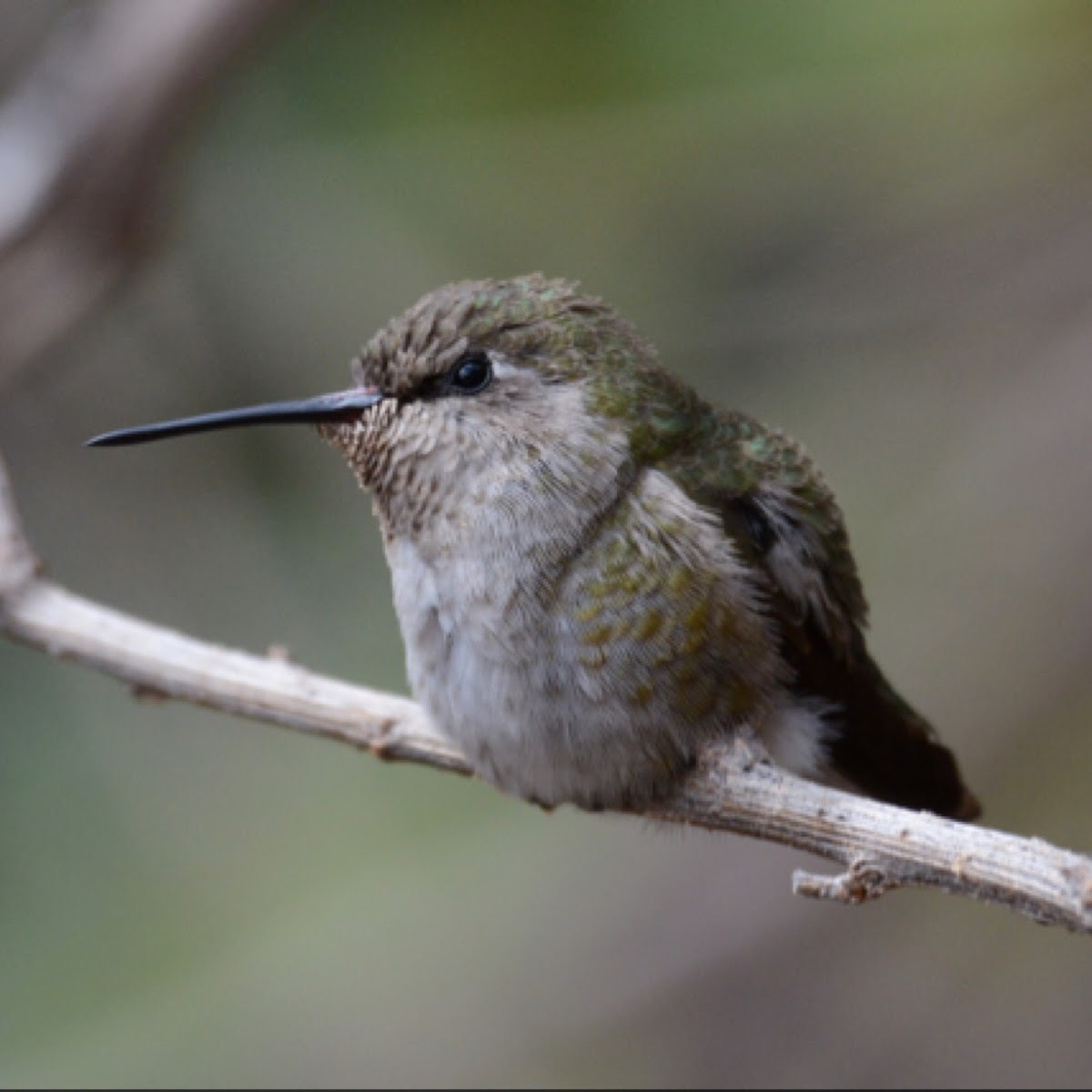 Anna's Hummingbird