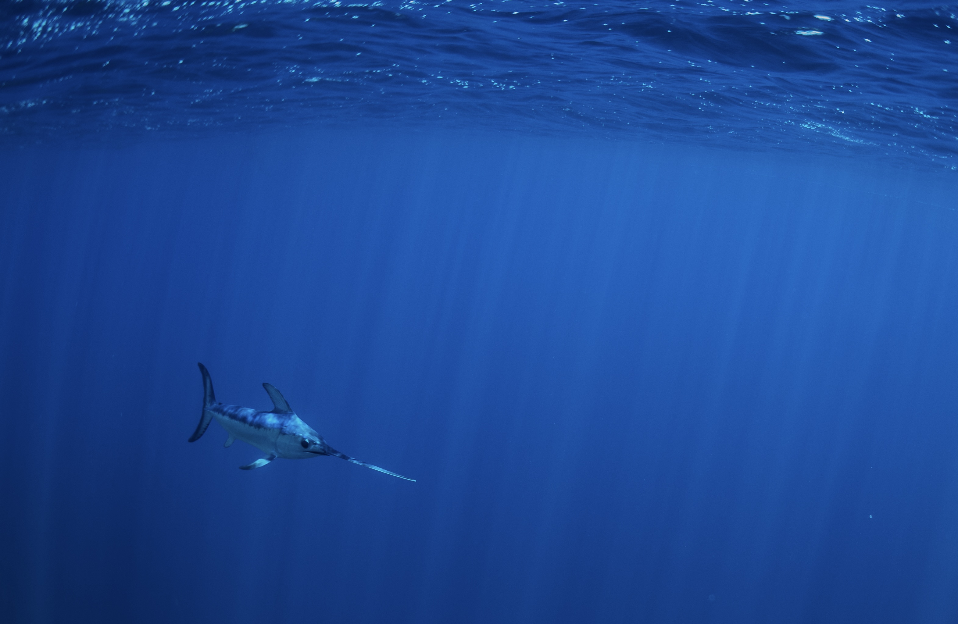 Pesce spada nel blu di Delia Chiappe