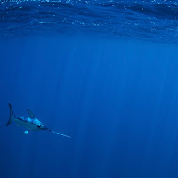 Pesce spada nel blu di Delia Chiappe