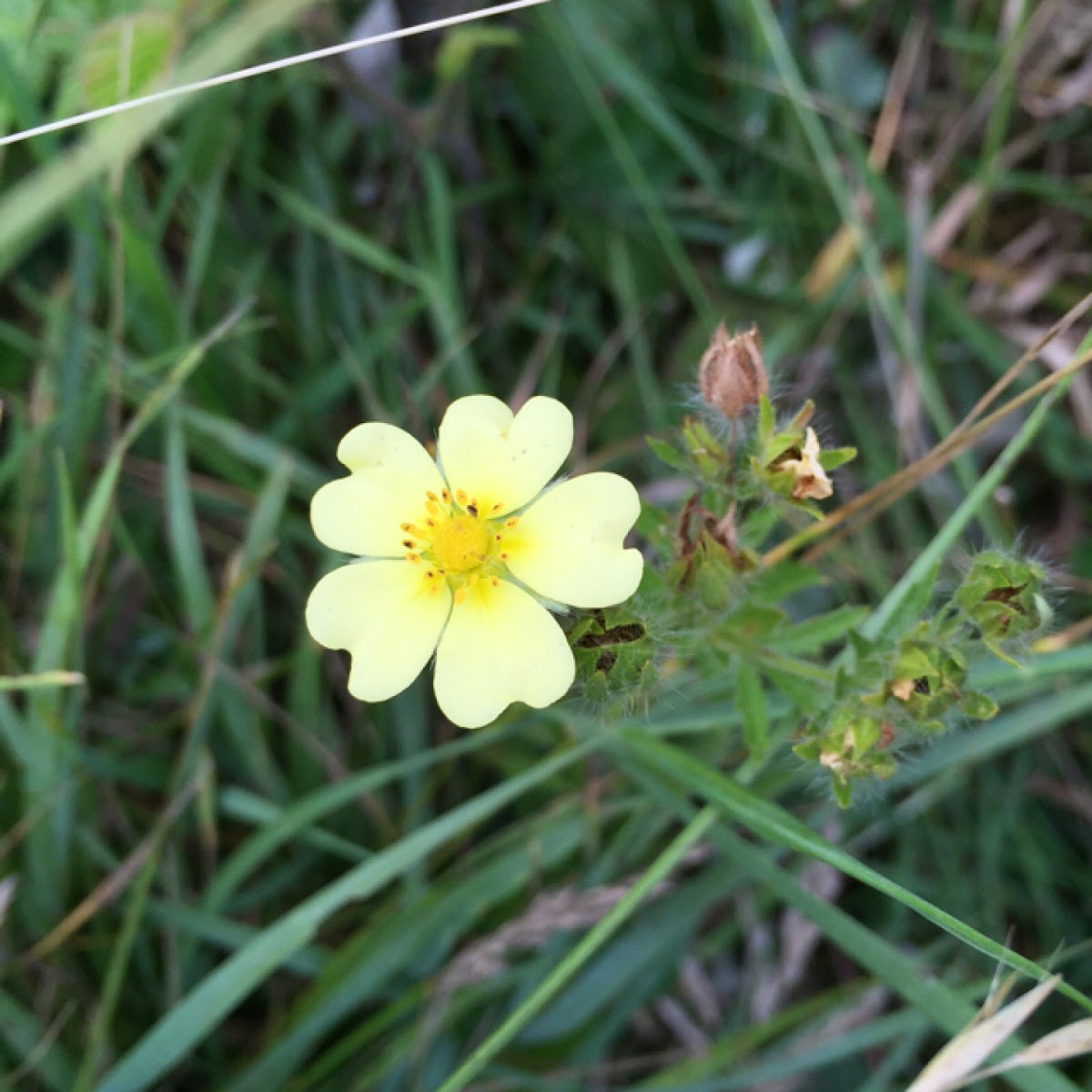 Cinquefoil