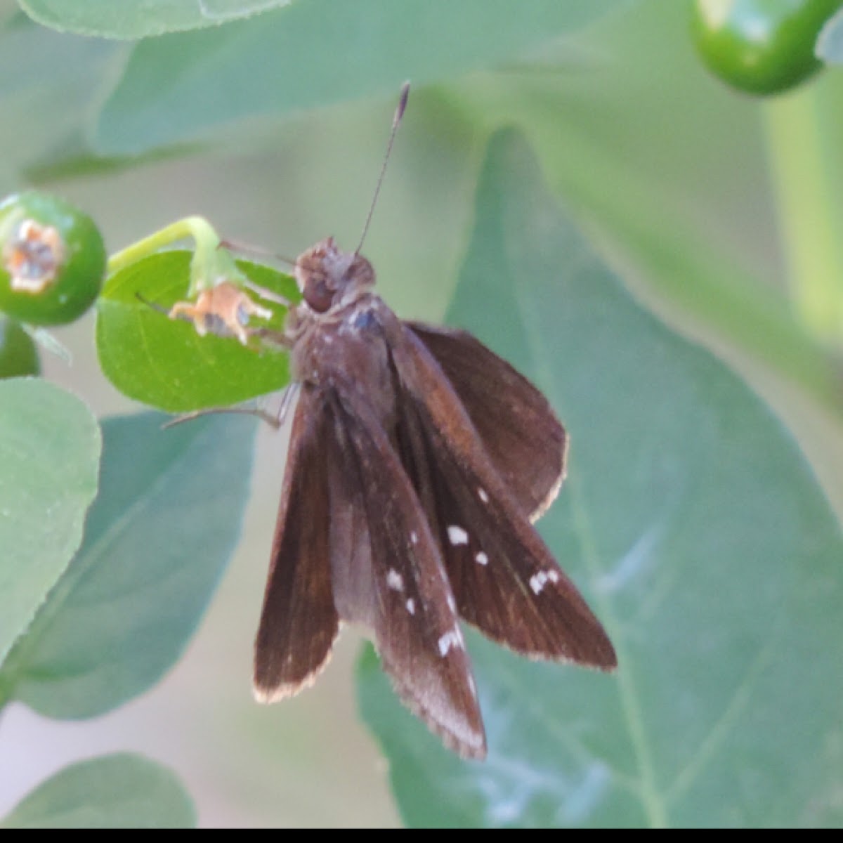 Clouded Skipper