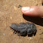 trilobyte beetle