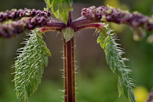 Urtica membranacea