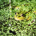 Iberian Green Frog