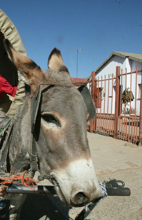 HARD LIFE: Donkeys are among the most abused animals. Uitenhage SPCA inspector Mariaan Wentzel says she is delighted with the sentence handed down to a KwaNobuhle cart driver this week for abusing his donkeys