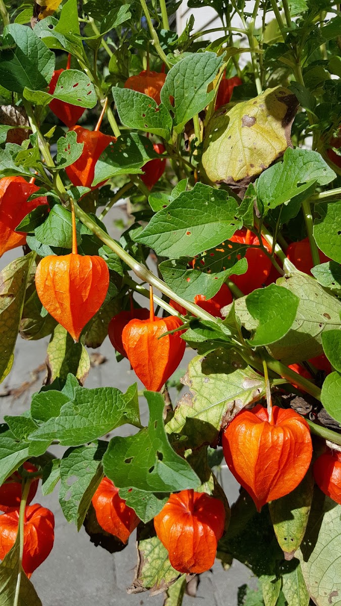 Chinese Lantern