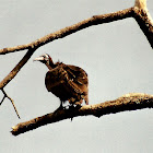 Hooded Vulture