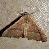 Moth