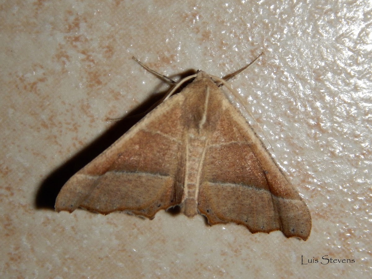 Moth