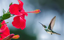 Birds Full HD Wallpaper New Tab Theme small promo image