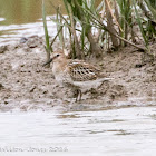 Dunlin